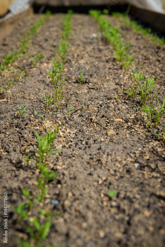 Rows of young carrot on the ground. Growing sprouts. Agriculture in spring 