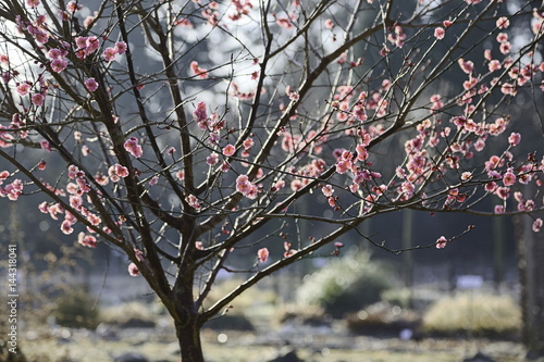Rosa Kirschblüten in der Frühlingssonne © parallel_dream