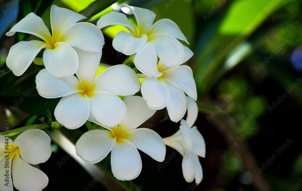 Group white frangipani on natural. White Plumeria.
Group white frangipani on natural. White Plumeria.