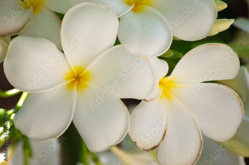 Group white frangipani on natural. White Plumeria.   © TrinTra Creator