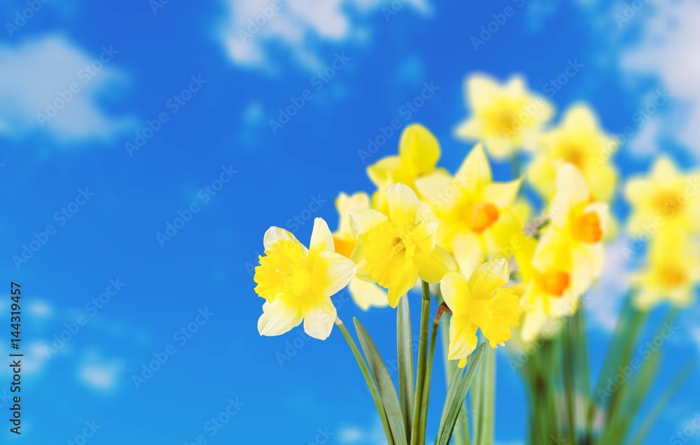 Fototapeta premium Daffodil.