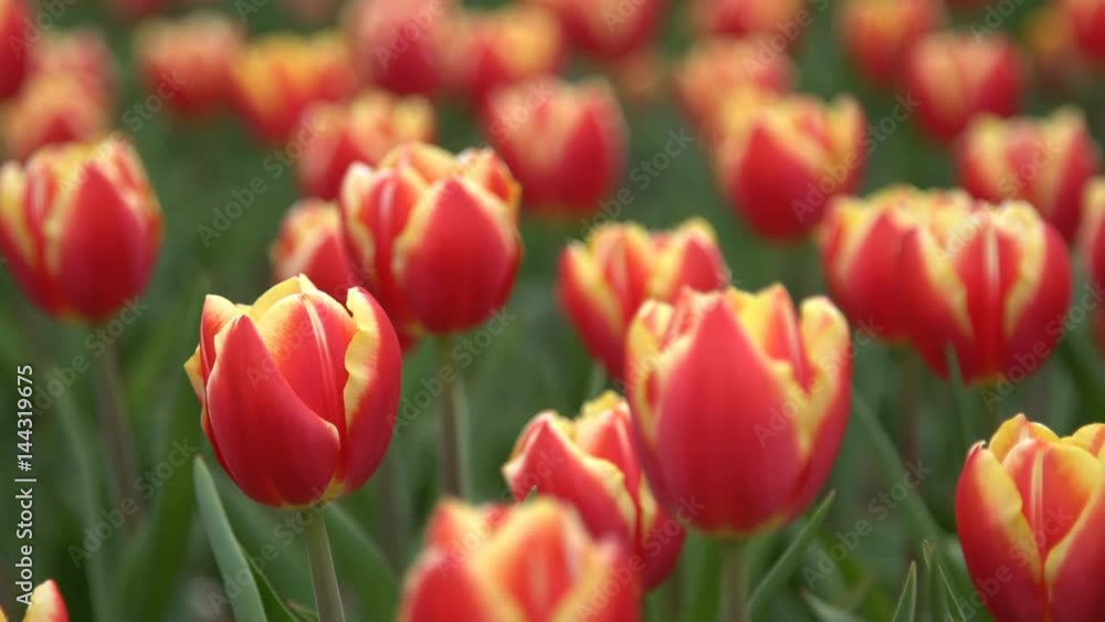 Lovely red tulips swaying in the wind. Close-up Lovely red tulips swaying in the wind. Close-up