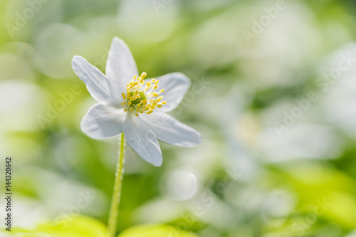Fototapeta Naklejka Na Ścianę i Meble -  White anemone flower blooming in spring. Natural white flowers in close up on brigth background.