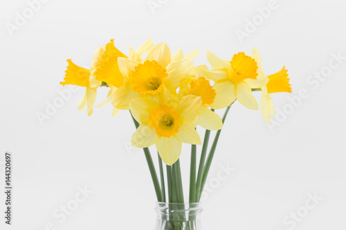 Fototapeta Naklejka Na Ścianę i Meble -  Beautiful spring yellow flowers daffodils on a white background