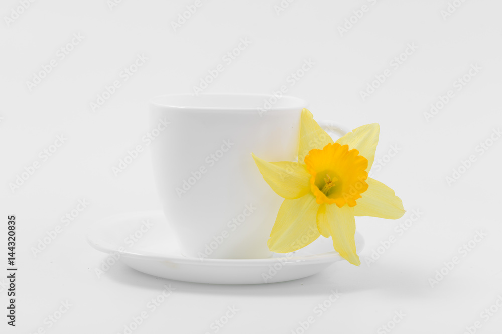 Beautiful spring yellow flowers daffodils on a white background Beautiful spring yellow flowers daffodils on a white background