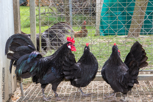 Augsburger Huhn photo