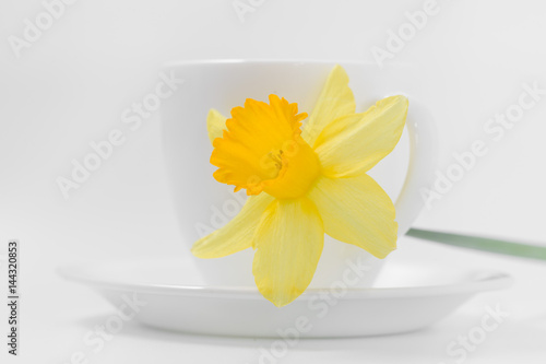 Fototapeta Naklejka Na Ścianę i Meble -  Beautiful spring yellow flowers daffodils on a white background