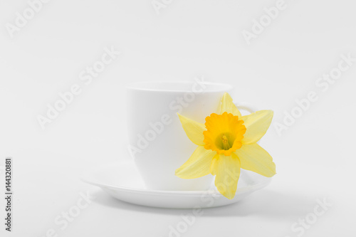 Fototapeta Naklejka Na Ścianę i Meble -  Beautiful spring yellow flowers daffodils on a white background