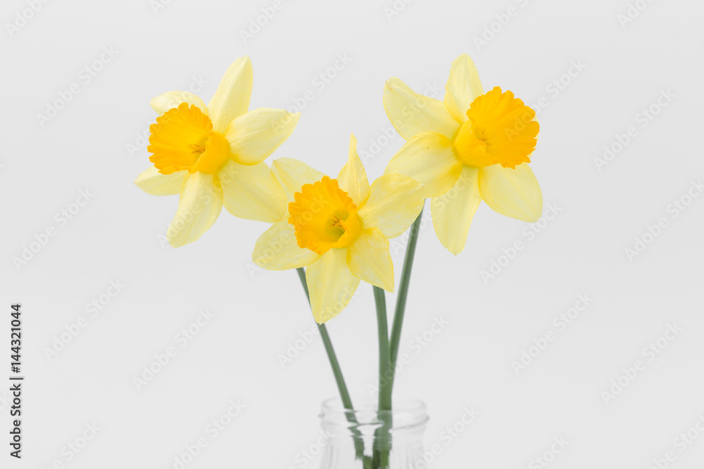 Beautiful spring yellow flowers daffodils on a white background