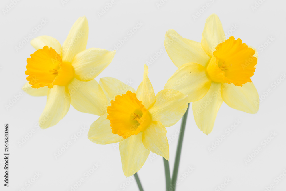 Naklejka premium Beautiful spring yellow flowers daffodils on a white background
