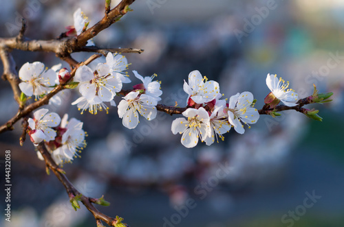 Flowering apricot branch. Blooming apricot. Spring. The young buds and leaves on the branches. Grey background