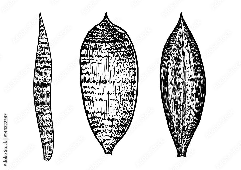 Sansevieria leaf illustration, drawing, engraving, ink, line art, vector Sansevieria leaf illustration, drawing, engraving, ink, line art, vector