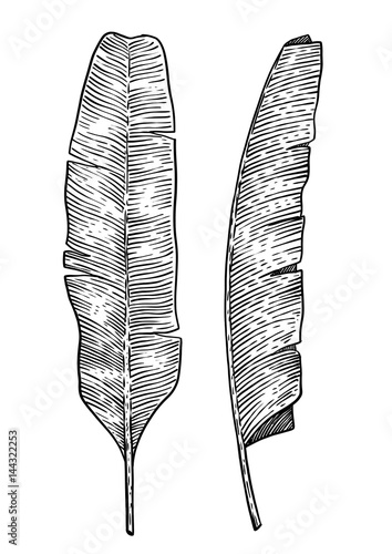 Banana leaf illustration, drawing, engraving, ink, line art, vector