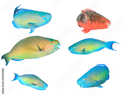 Parrotfish fish isolated on white background. Steephead, Red, Rusty and Bullethead Parrotfishes