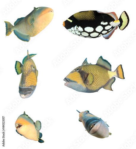 Triggerfish fish isolated on white background. Yellowmargin, Clown and Titan Triggerfish