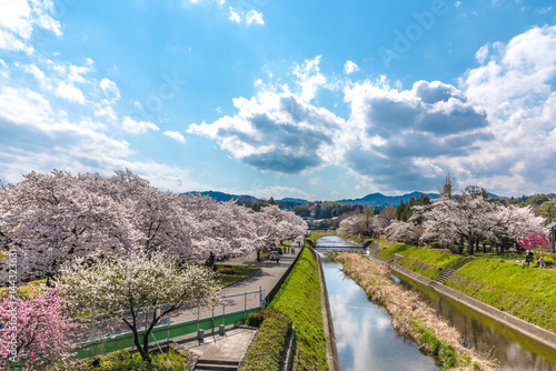 南浅川と桜