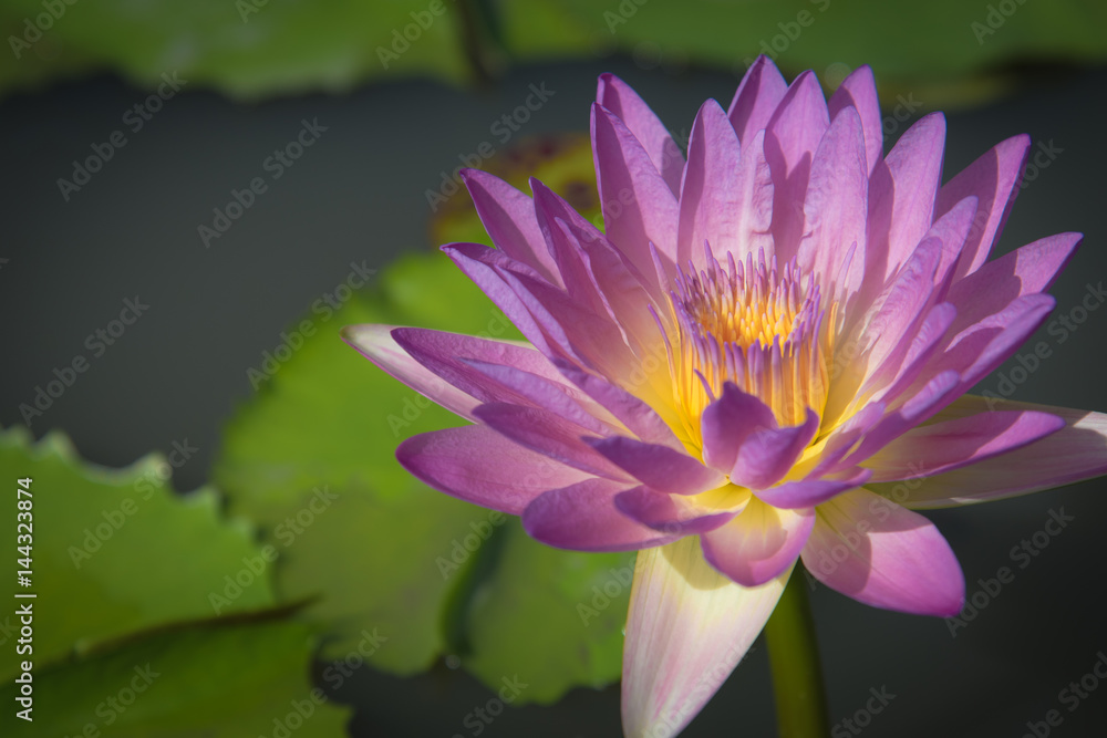 Beautiful lotus flower Beautiful lotus flower