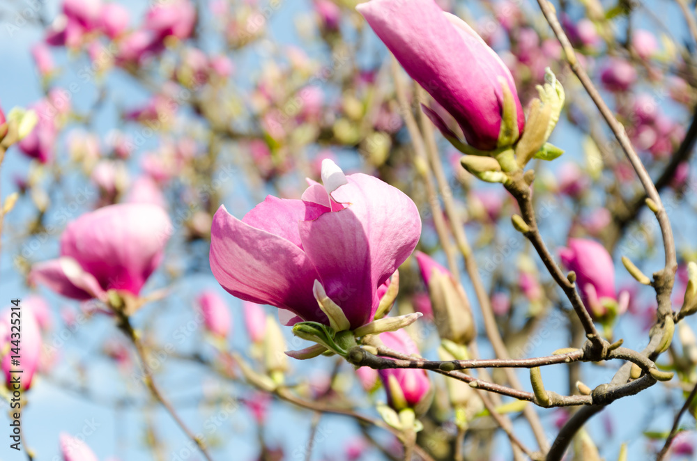 Beautiful purple magnolia flowers in the spring season on the magnolia tree. Blue sky background. Magnolia blossom. Beautiful purple magnolia flowers in the spring season on the magnolia tree. Blue sky background. Magnolia blossom.