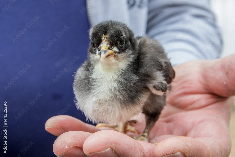 Fototapeta premium Augsburger Huhn