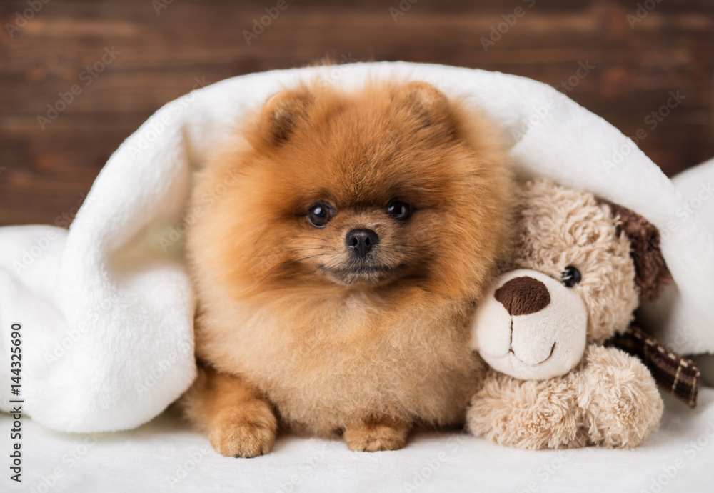 Cute pomeranian dog. Best friends - obrazy, fototapety, plakaty 