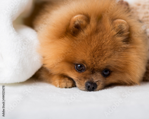 Cute pomeranian dog. Best friends