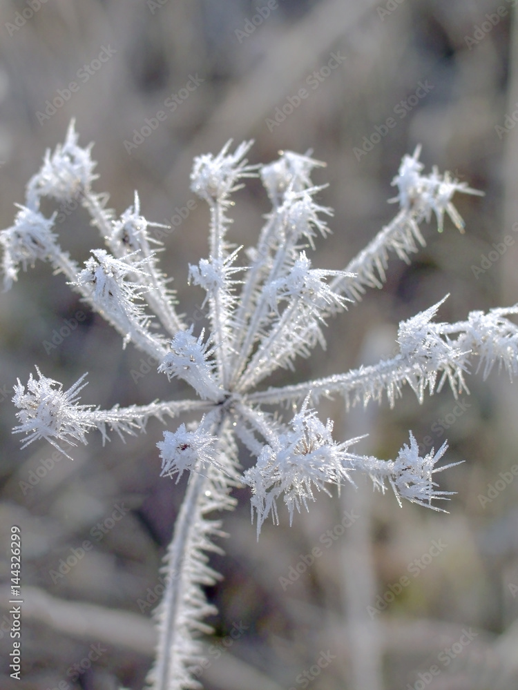 the flowers are covered with frost the flowers are covered with frost
