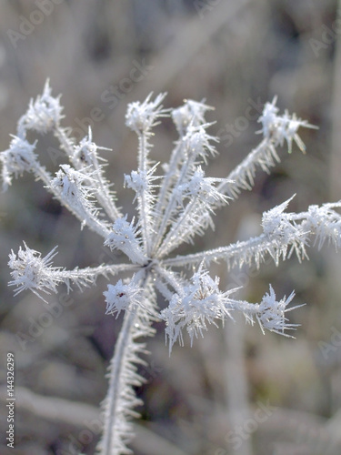 the flowers are covered with frost