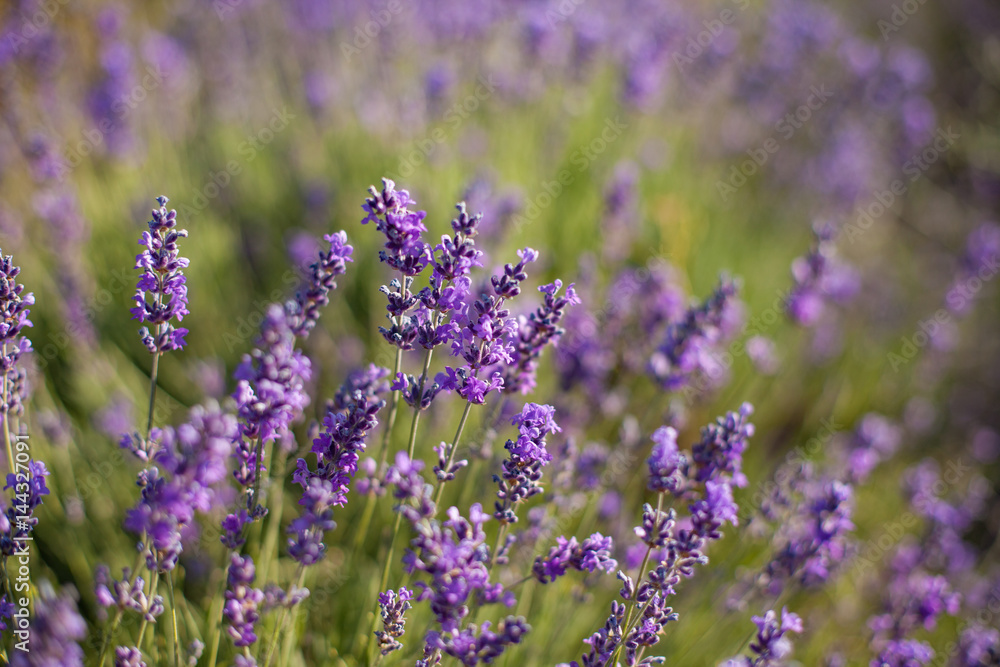 Obraz premium lavender