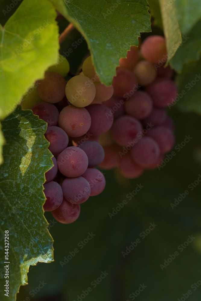 Small red grapes in vineyard