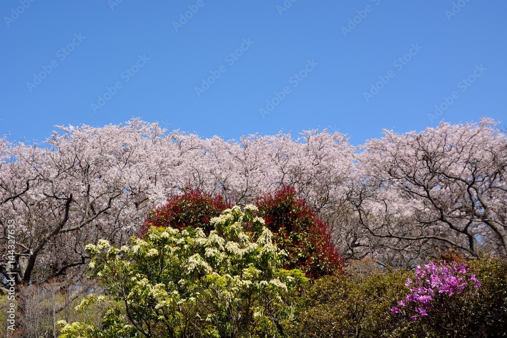 Japanese cherry blossoms under blue sky Japanese cherry blossoms under blue sky