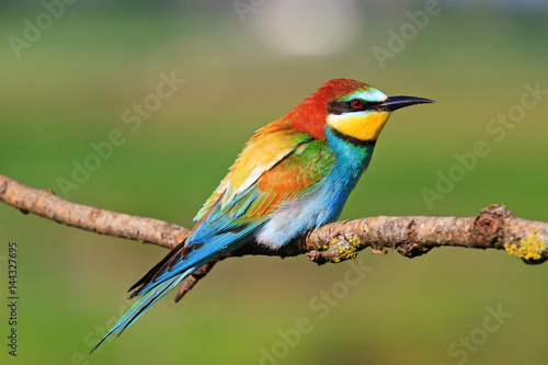 beautiful color exotic bird with colors range of feathers