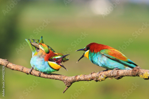 birds of paradise clarifies the relationship © drakuliren