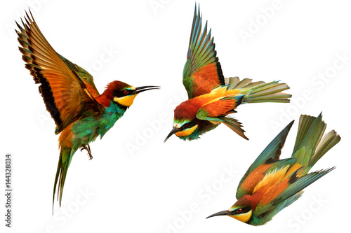 set of exotic birds in flight isolated on a white background