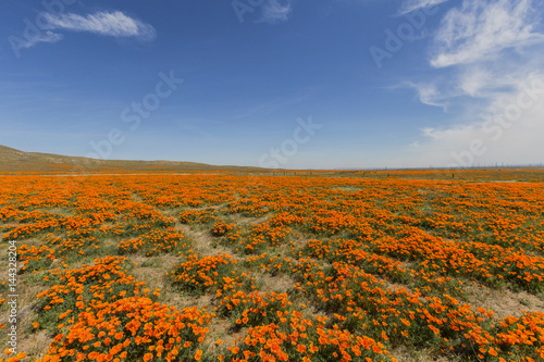 Poppy wildflower landscape ...