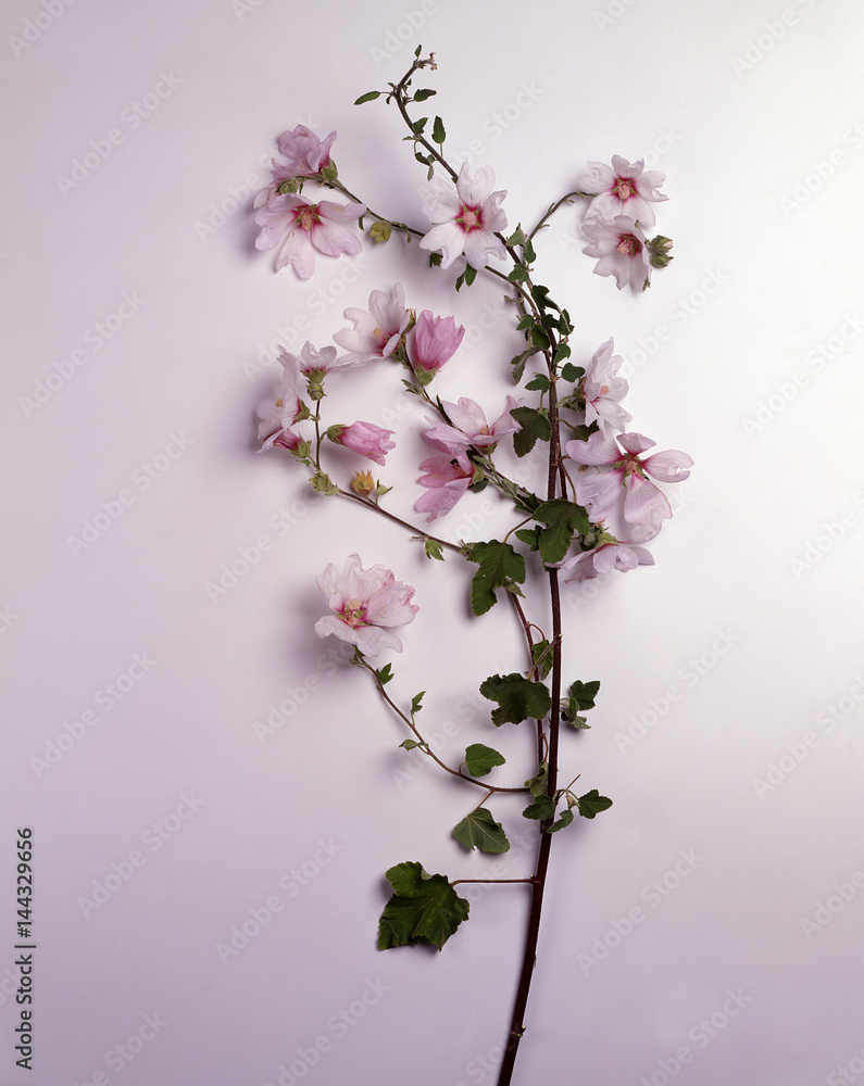 Shrub Shrub