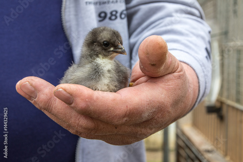 Augsburger Huhn photo