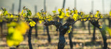 First spring leaves on a trellised vine growing in vineyard