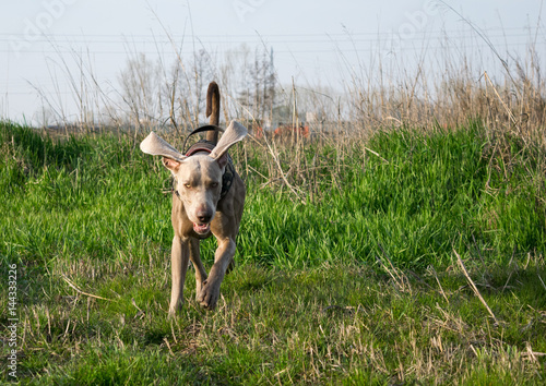 running on a garden photo