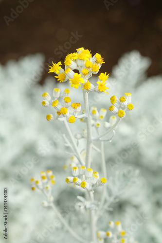 The yellow snow plant