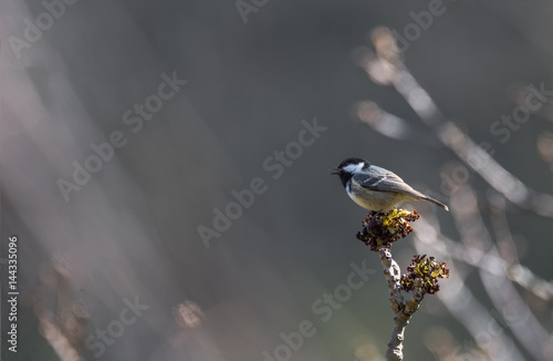 Une mésange perchée qui chante photo