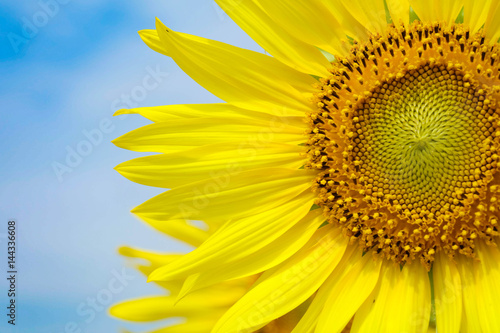The Yellow Sunflower