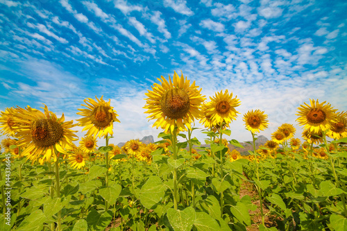 The Sunflower Field