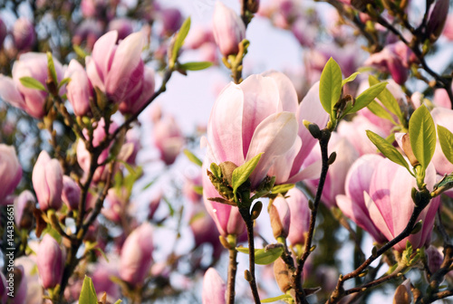 Close up view of blooming Magnolia in Spring in Germany