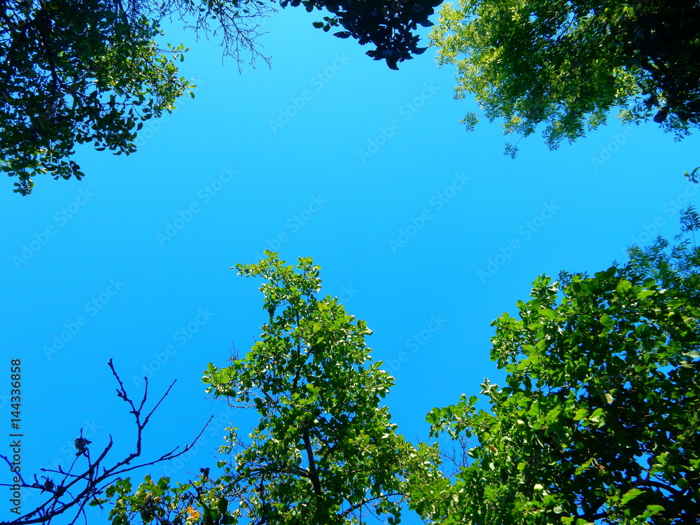 Fototapeta premium Trees and sky