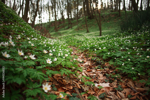 Fototapeta Naklejka Na Ścianę i Meble -  Glade in green spring flowering forest, nature background