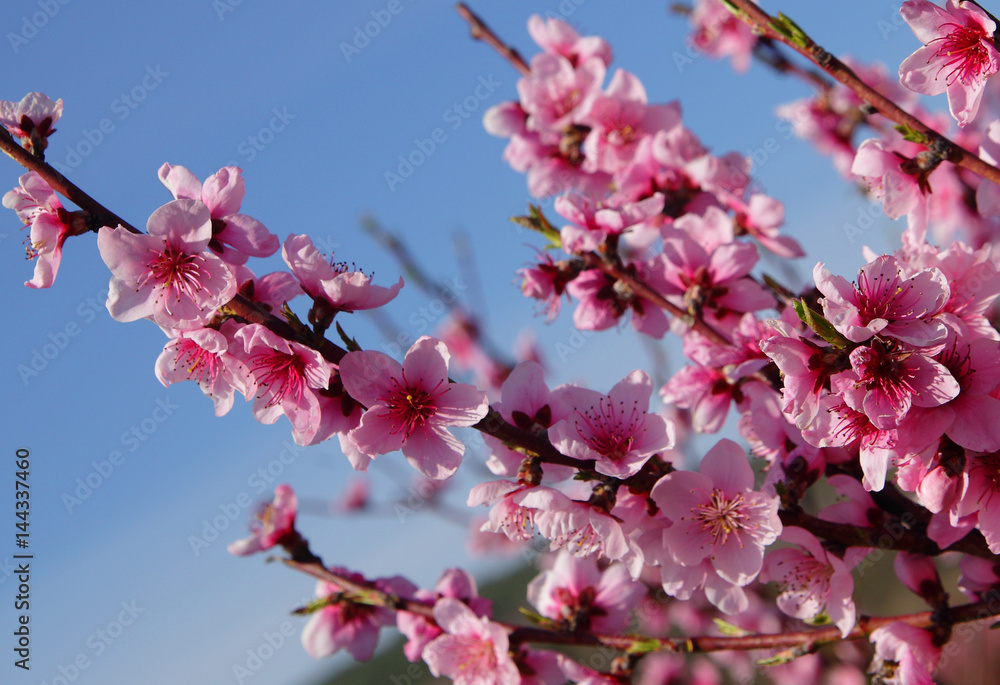 Closeup of beautiful blooming peach tree Closeup of beautiful blooming peach tree
