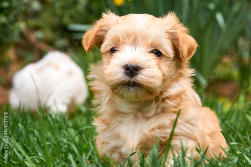 Havanese puppy sitting in grass looking into the camera