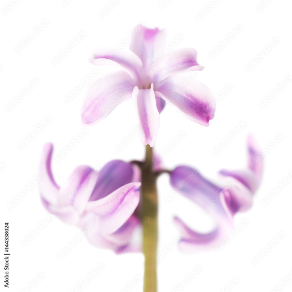 Spring flower purple hyacinth