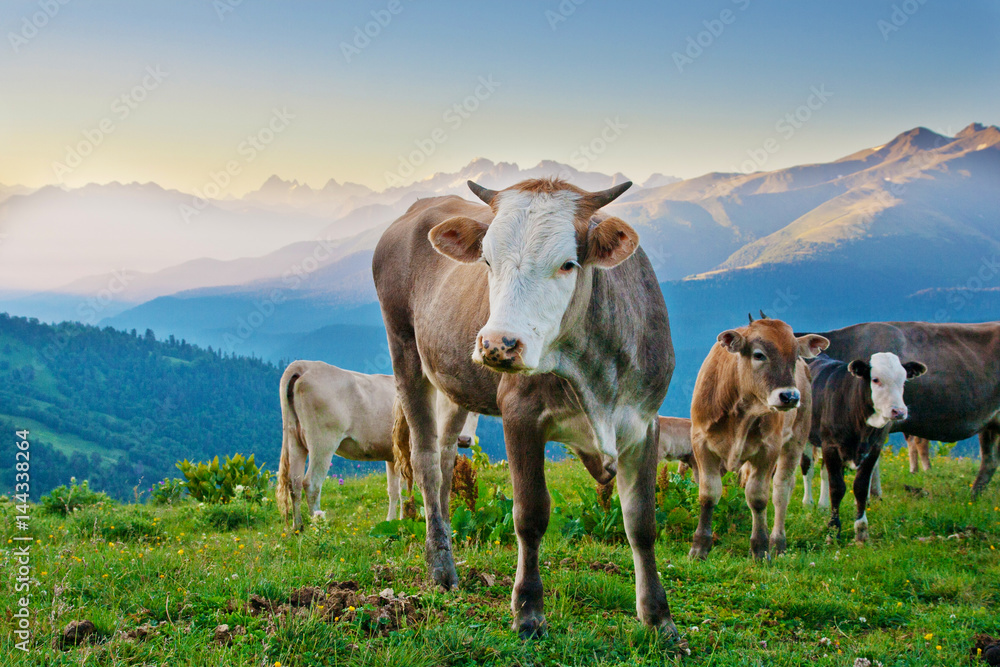 Cows graze on alpine meadows in the Caucasus. Cows graze on alpine meadows in the Caucasus.