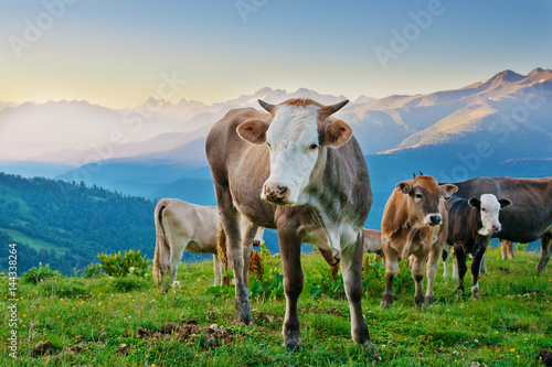 Wallpaper Mural Cows graze on alpine meadows in the Caucasus. Torontodigital.ca